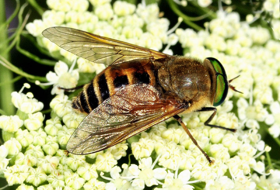 Tabanidae: Philipomyia aprica e graeca maschi e femmine